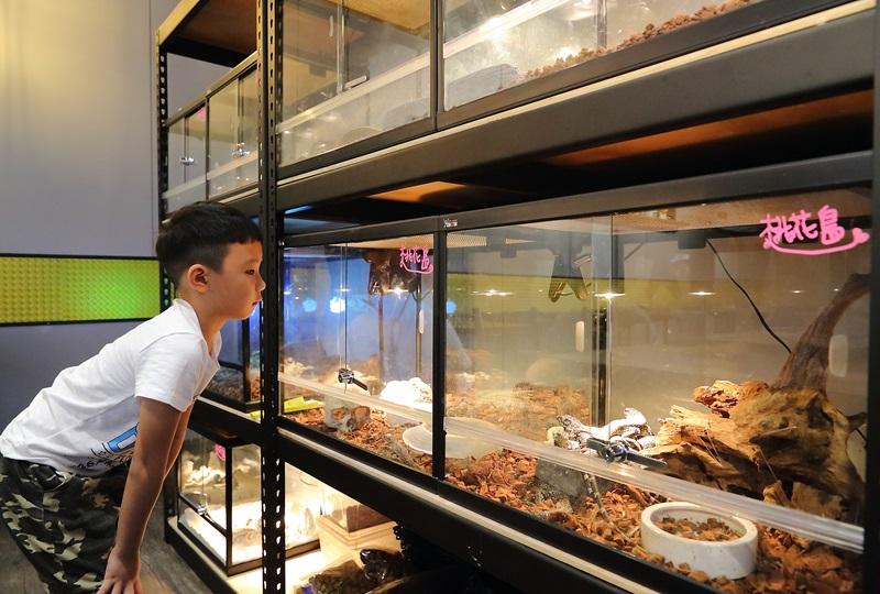 店裡的蜥蜴、陸龜等爬蟲動物很吸引小朋友的目光。（記者李惠洲／攝影）