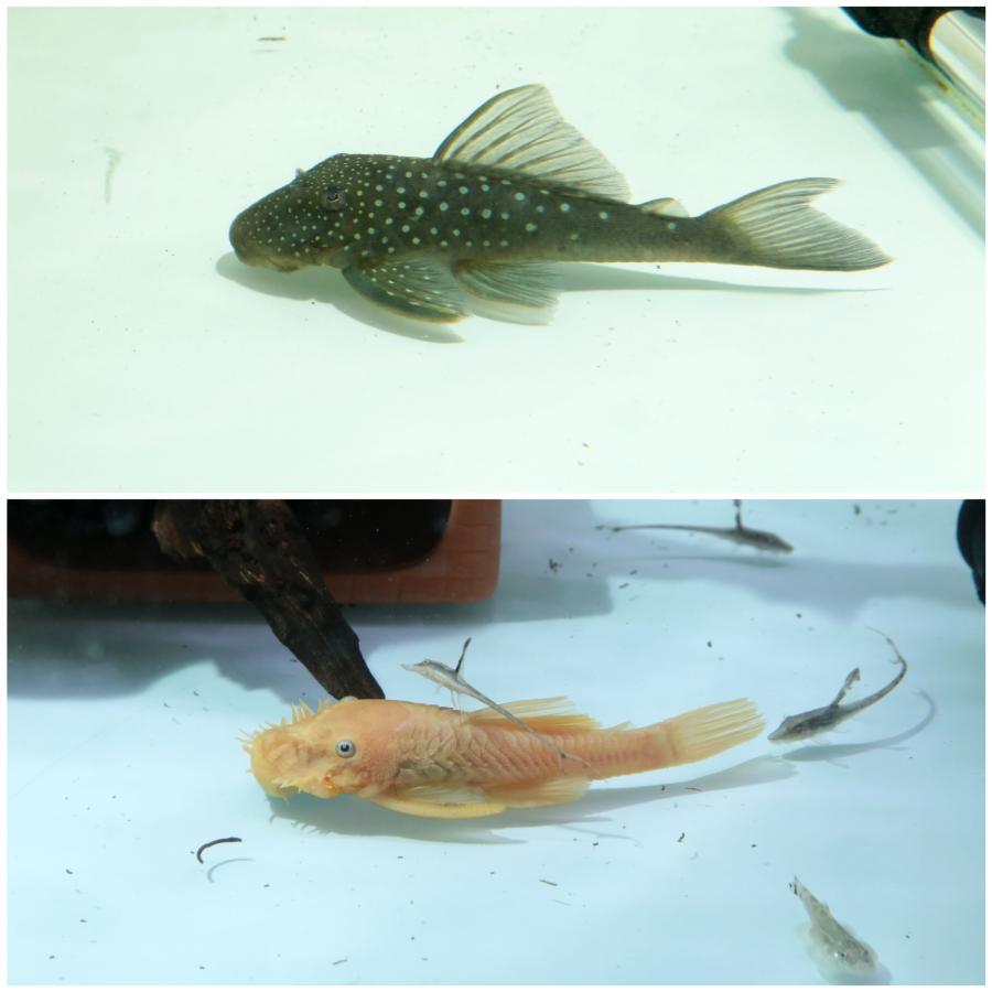 雖然異型被俗稱為「垃圾魚」，但其實牠的經濟效益很高，稀有品種甚至可以賣到上萬元！圖上為紫鑽、圖下為紅眼大鬍子。（記者陳晉生／攝影）