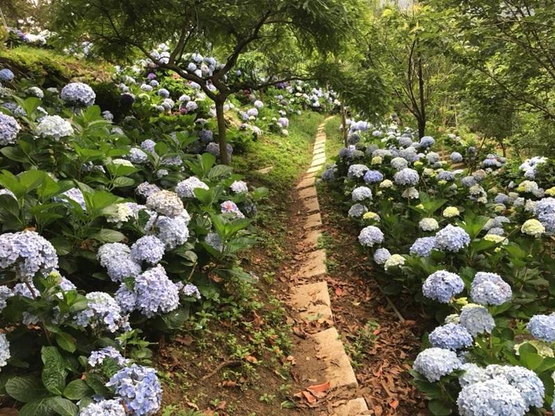 走在杉林松境的小徑中可以感受被繡球花圍繞的感。（圖片提供／杉林松境休閒農場）