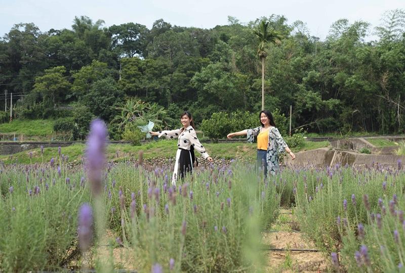 葛瑞絲香草田到5/31前都開放免費入園參觀。（記者陳宇睿／攝影）