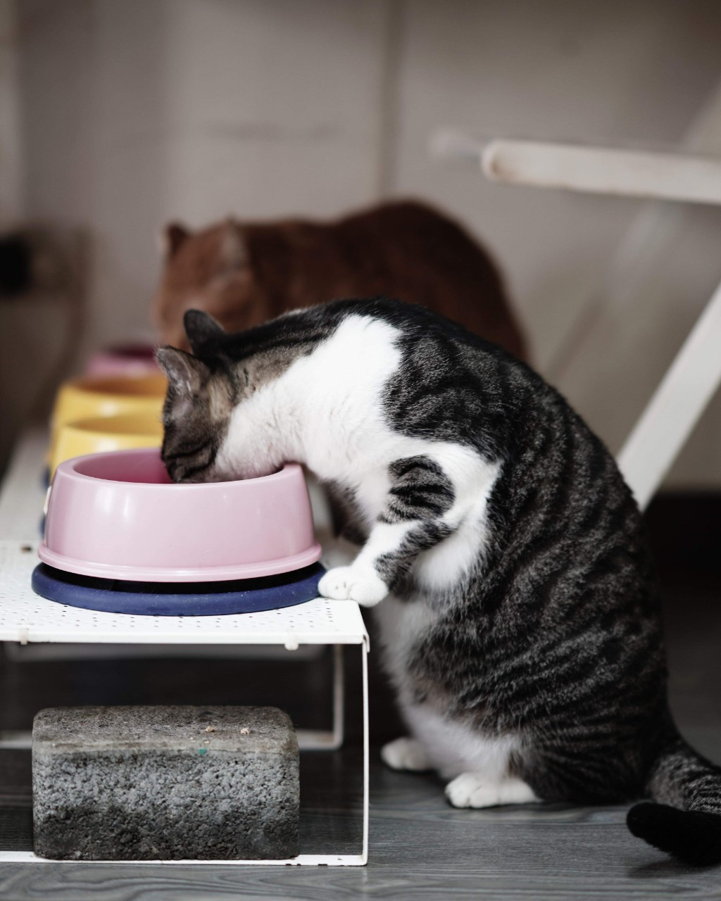 飼料盆要放在不顯眼的陰暗處，貓貓才能安心吃頓飯。（圖片提供／凱絲精品貓旅館）