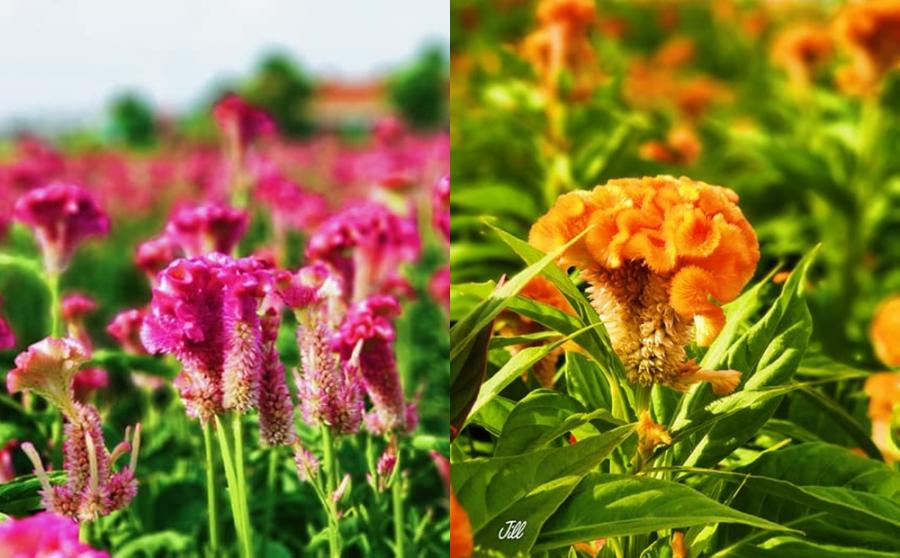 雞冠花的花形奇特、顏色多變，有鮮紅、紫紅、紅黃相間等色，相當賞心悅目。（圖／網友廖千慧提供）