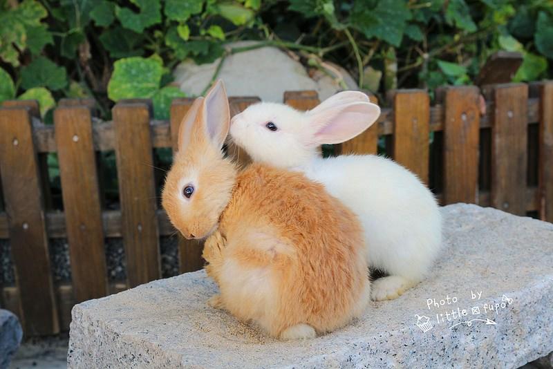 可愛動物區有超萌兔子出沒。（圖／小腹婆大世界提供）