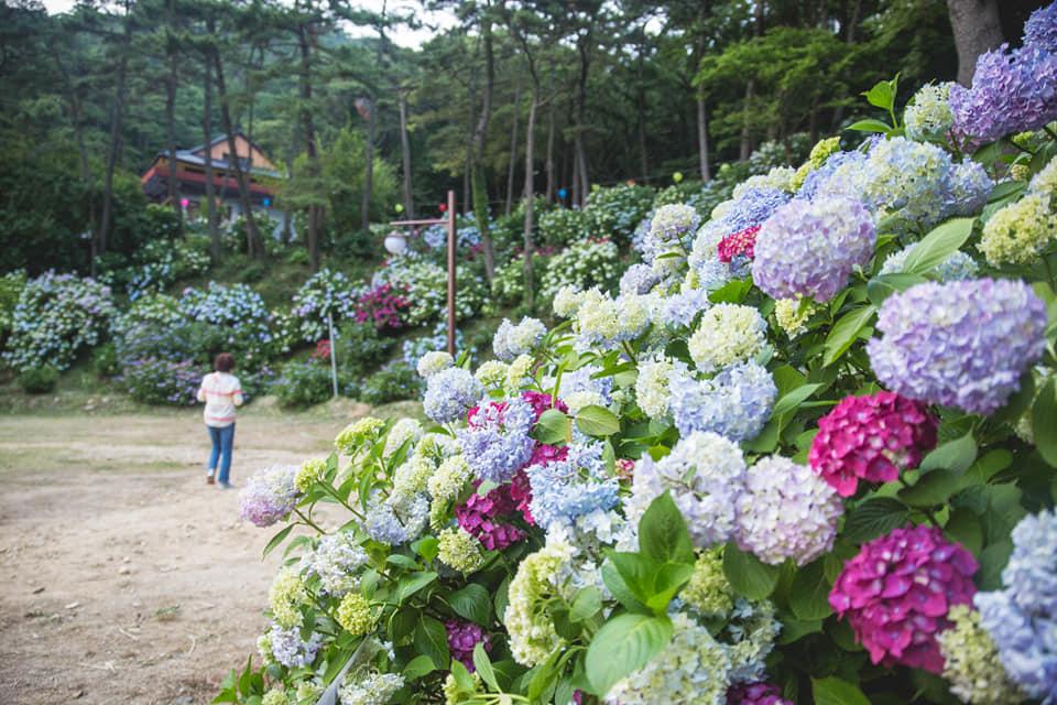 釜山市民公園的繽紛繡球花也開得正美！（圖／截自釜山市民公園粉專）