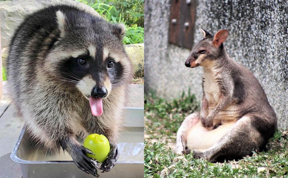 高雄壽山動物園有許多可愛的小動物，親子可趁暑假期間親近浣熊和袋鼠。（圖／截自壽山動物園粉專）