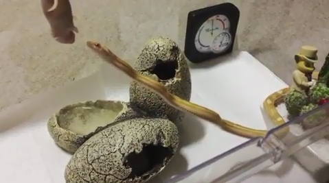 バロン在空中不斷延伸自己的身體，最後甚至約有2/3都浮在半空中。（圖／截自Instagram@ bar.ovo.n授權影片）