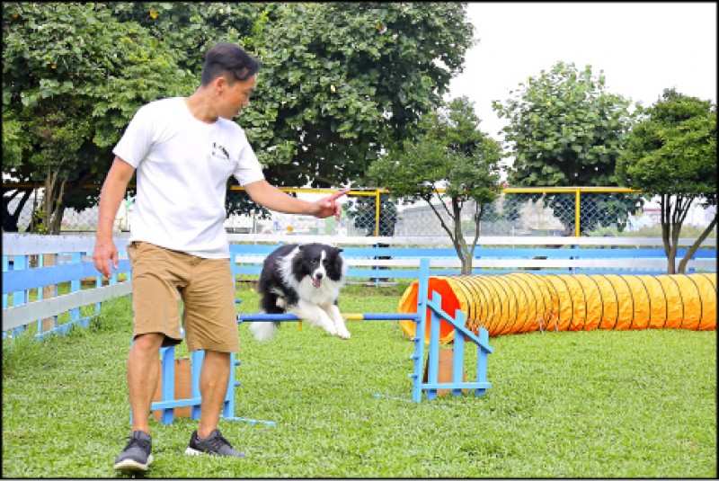 毛孩玩很大 挑戰狗狗最速傳說 敏捷犬快到讓你看不見尾巴 玩咖playing 自由電子報