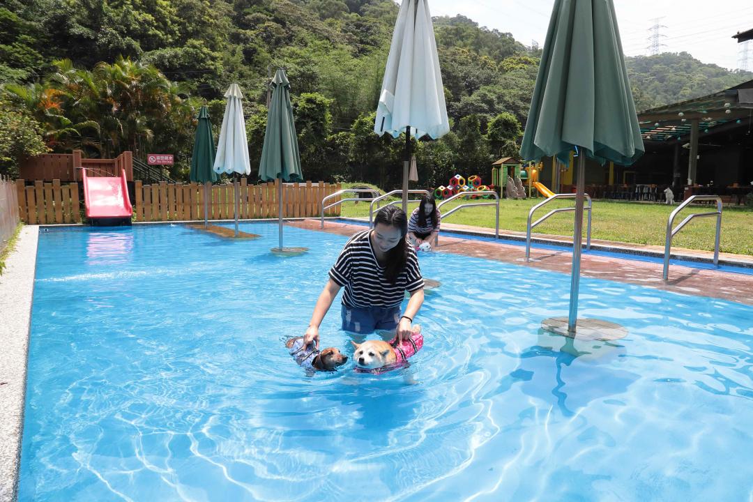 水性不佳或初次接觸游泳的狗狗可能因為緊張、害怕導致游泳姿勢不正確，為防止溺水最好穿上狗狗專用救生衣。（記者沈昱嘉／攝影）