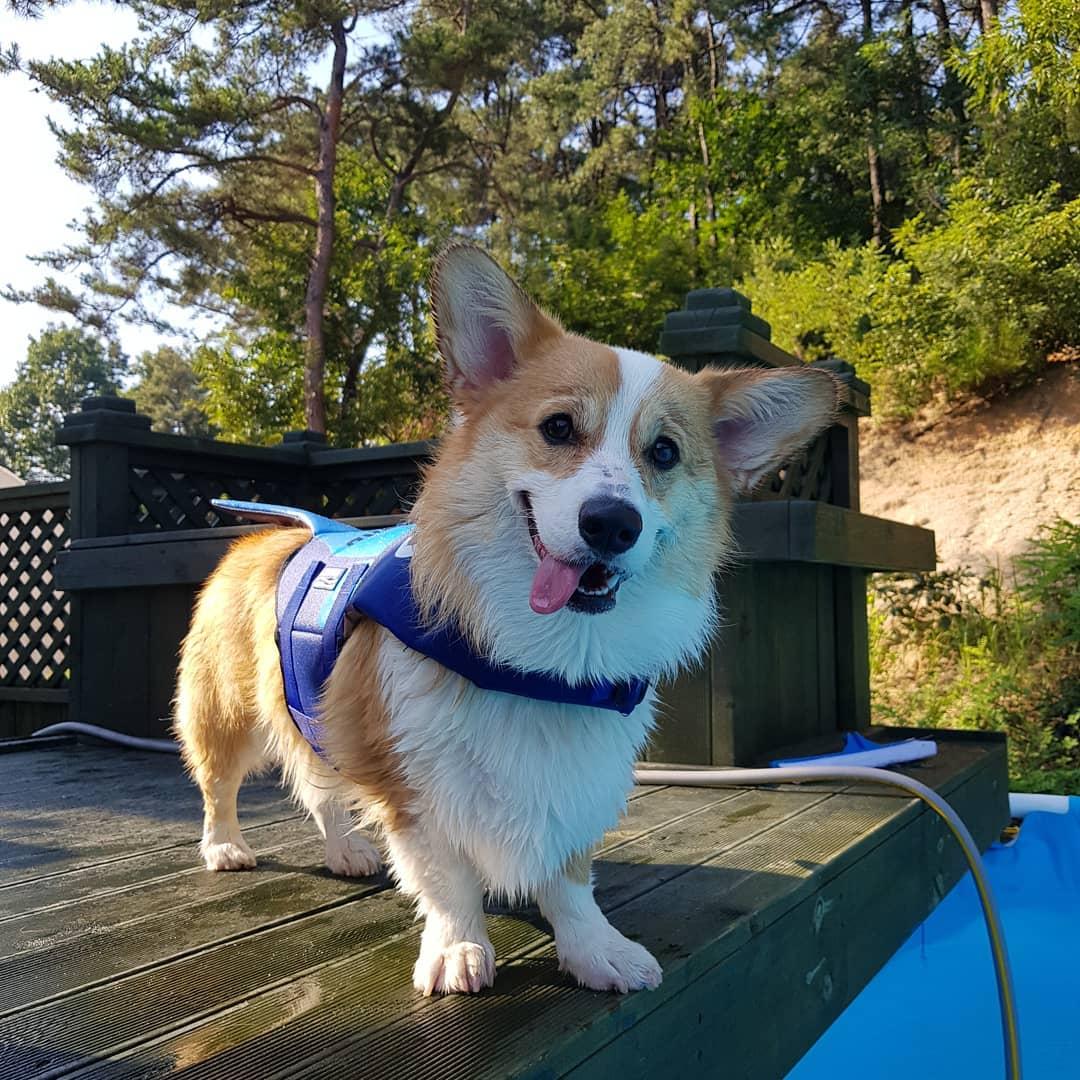 柯基Dukku除了外表超萌外，泳技也相當高超！（圖片提供／Instagram@corgi_dukku）