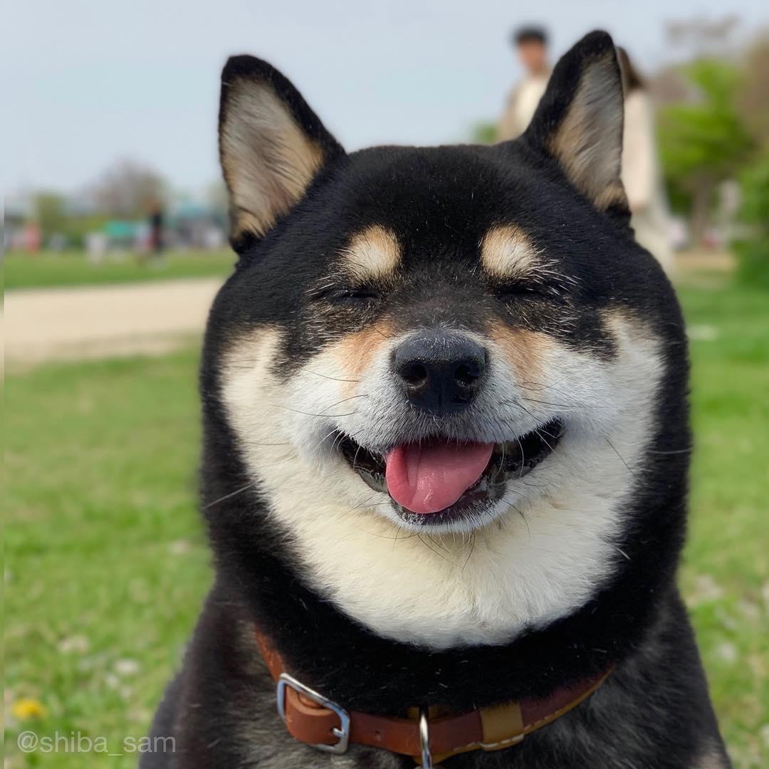 黑柴Sam的招牌吐舌動作，融化了不少網友。（圖片提供／Instagram@shiba_sam）