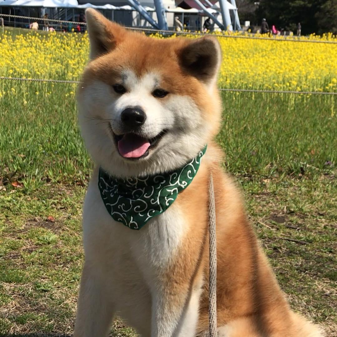 秋田犬すーちゃん的主人在日本經營民宿，而すーちゃん還身兼營業部長呢！（圖片提供／Instagram@akitainu_kakunodate）