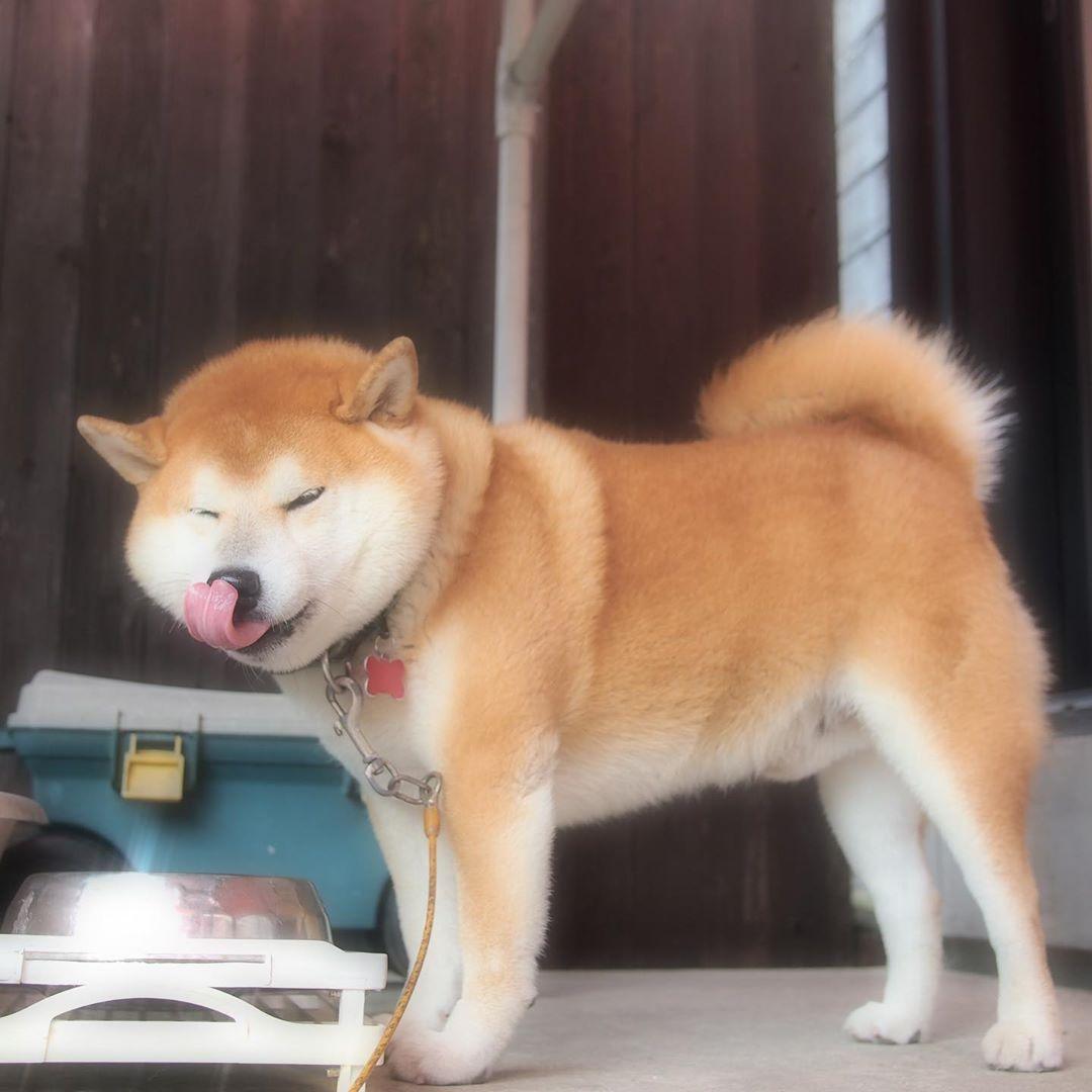 美食當前吃貨柴卻一臉厭世 主人揭背後原因網友全笑歪 玩咖playing 自由電子報