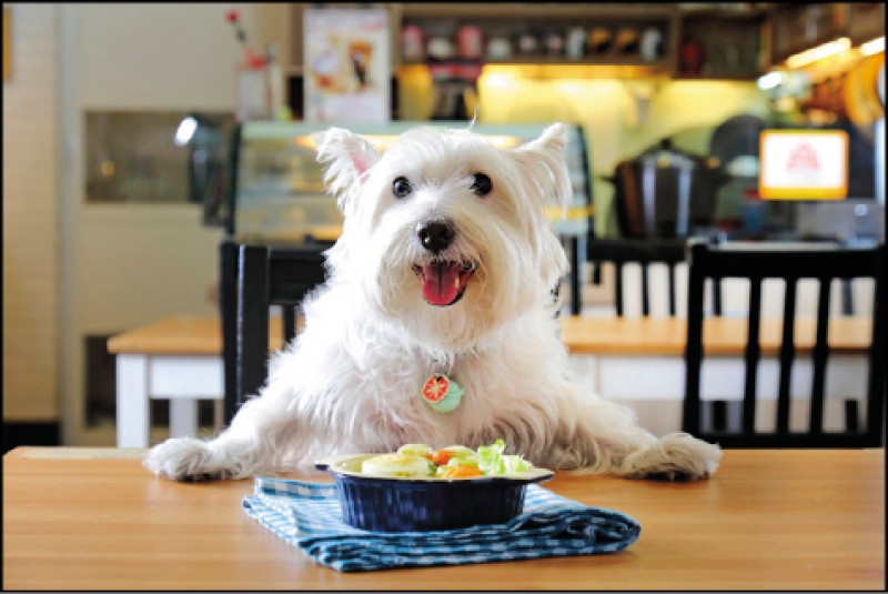 犬貓腸胃保健示意圖。（記者李惠洲／攝影）