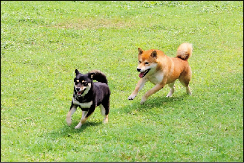 犬貓心理保健示意圖。（記者李惠洲／攝影）