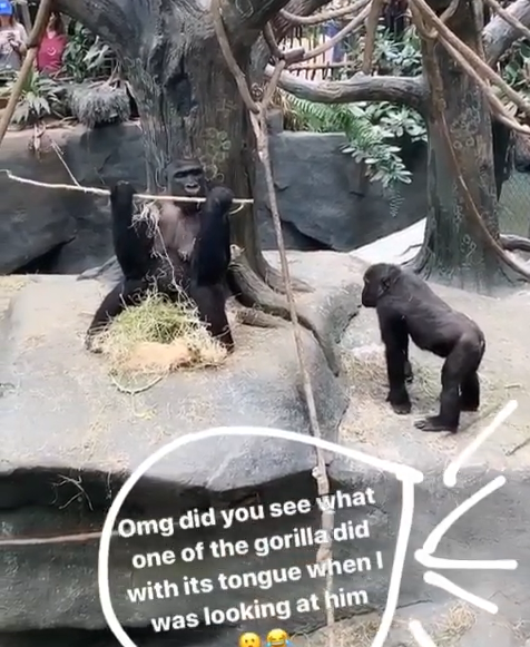 影片一開始猩猩都很正常，看起來就像動物園的日常。（圖／截自Instagram@ sobia.hm授權影片）