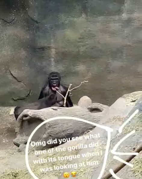 一看到鏡頭，左下角的猩猩就像被啟動了開關快速擺舌。（圖／截自Instagram@ sobia.hm授權影片）