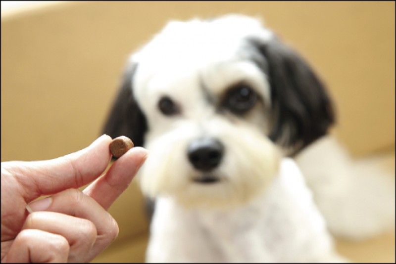 外用驅蟲藥與口服驅蟲藥的選用，要看狗狗健康狀況、飼主的飼養方式、家中環境與使用方便性而定。（記者沈昱嘉／攝影）