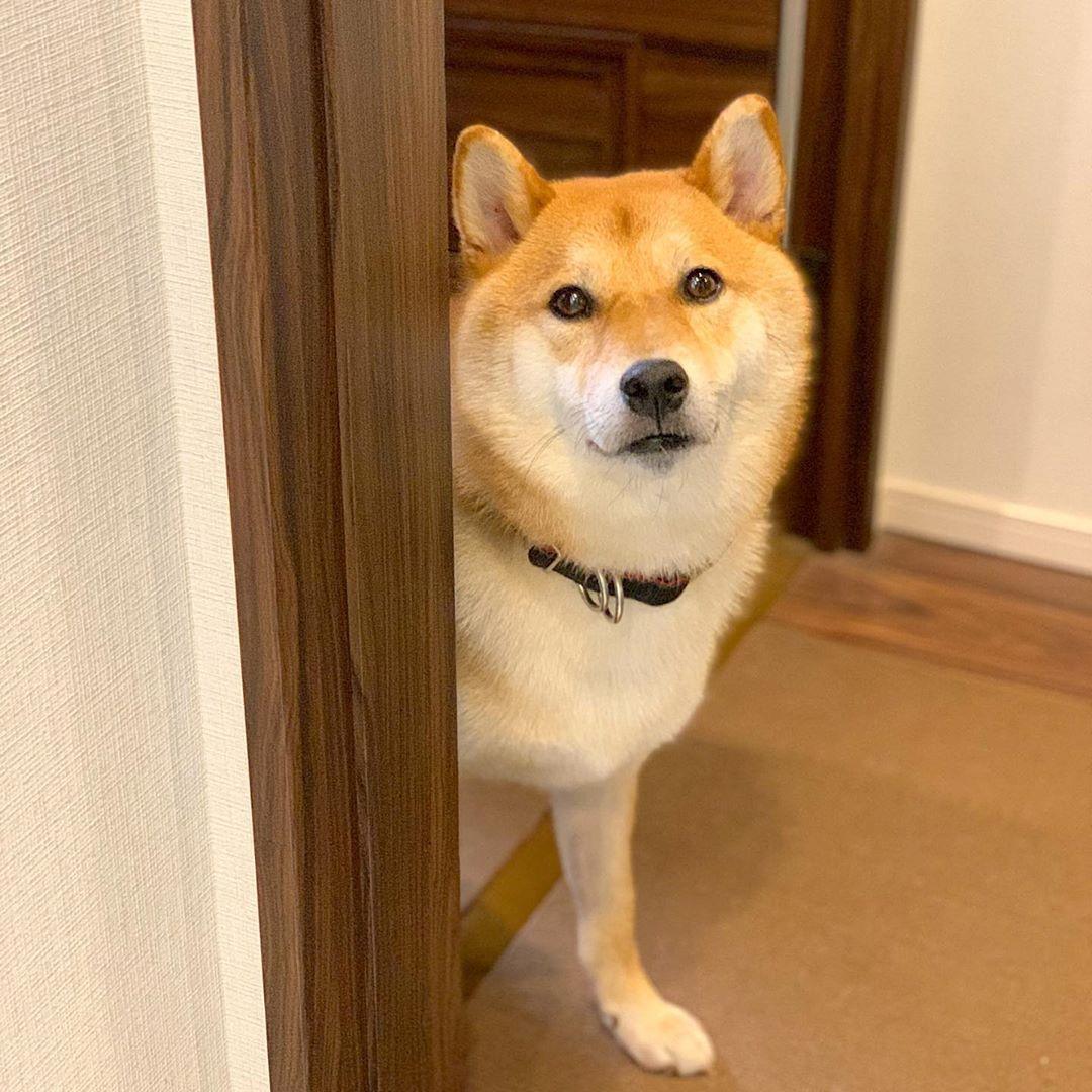 柴犬豆吉目前跟主人一起住在東京。（圖片提供／Instagram@mamekichi_shiba）