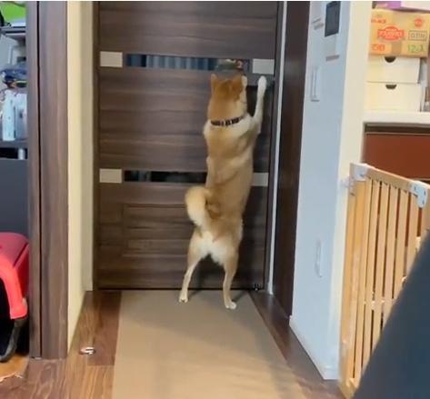 畫面中只見豆吉奮力地想打開門。（圖／截自Instagram@mamekichi_shiba授權影片）