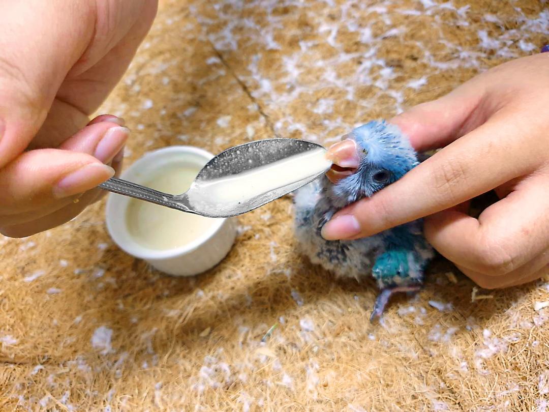 餵食幼鳥奶粉時，動作需放慢放輕，用手輕扶著幼鳥，將湯匙平放靠近鳥喙，切記要放慢，不要急著倒進去，避免幼鳥嗆到。（圖片提供／三興鳥園）