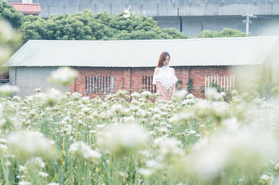 雪白花海與懷舊古厝一起入鏡也別具美感。（圖／旅行履行中提供）