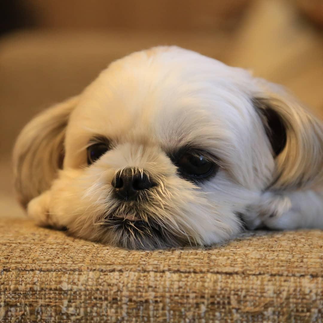 可愛的Sora是隻6歲多的西施犬。（圖片提供／Instagram@sora_hana_y_hitoshi）