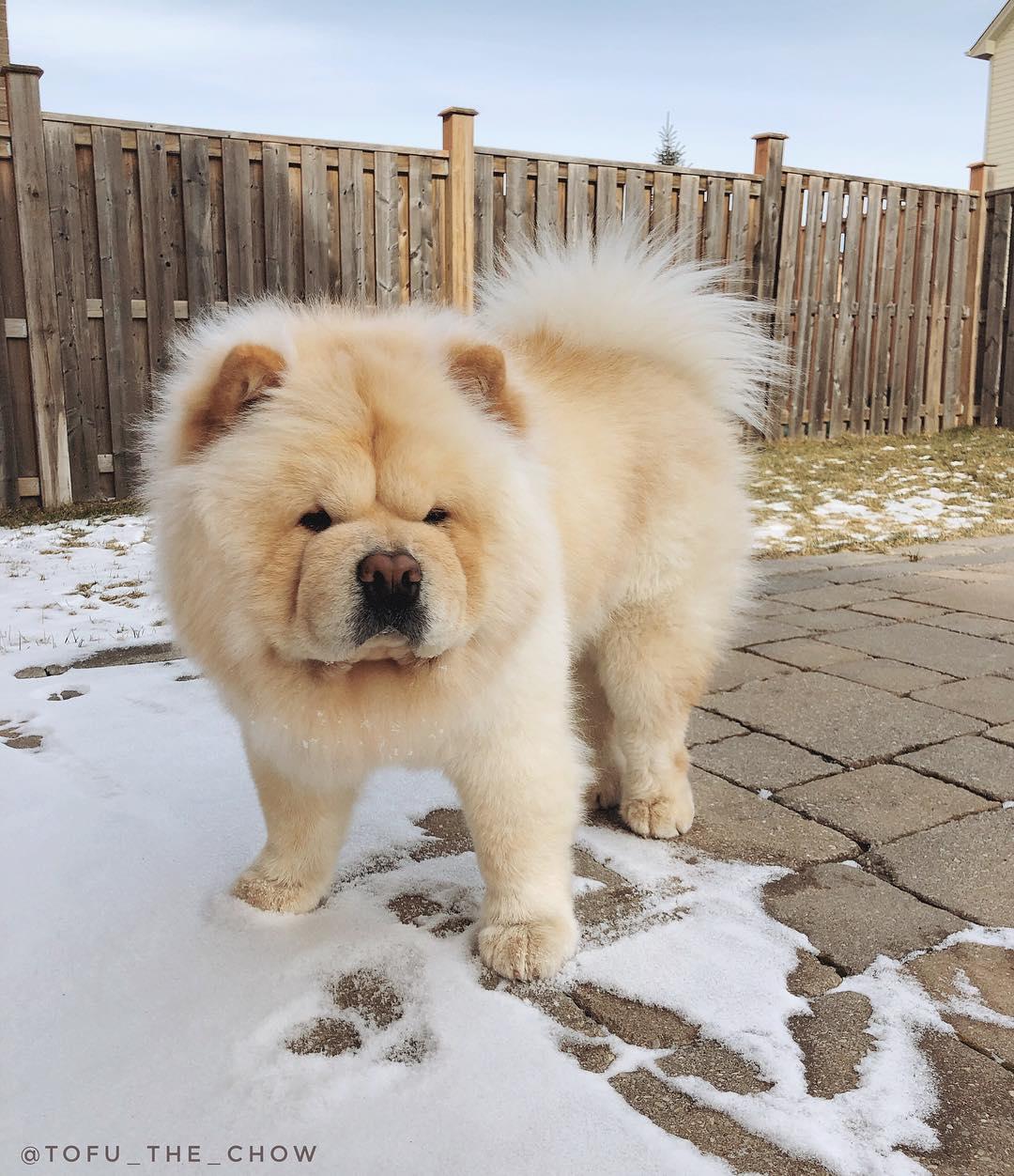 可愛的鬆獅犬Tofu吸引了近3萬5千名網友追蹤。（圖片提供／Instagram@tofu_the_chow）