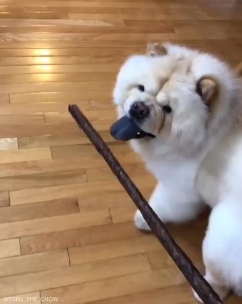 Tofu看到棍子後，便露出一臉興奮的表情。（圖／截自Instagram@tofu_the_chow授權影片）