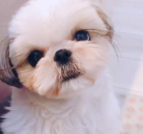 西施犬狂賣萌要討食影片曝光後 網友歪樓 這長睫毛是去哪裡接的 玩咖playing 自由電子報