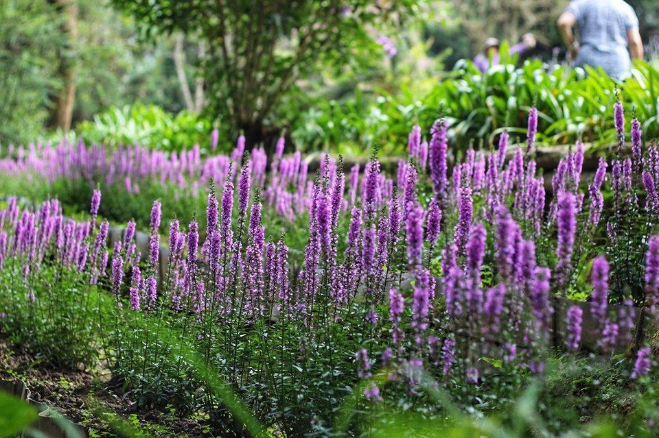 紫色千屈菜佔據了整個山坡。（圖／薰衣草森林提供）