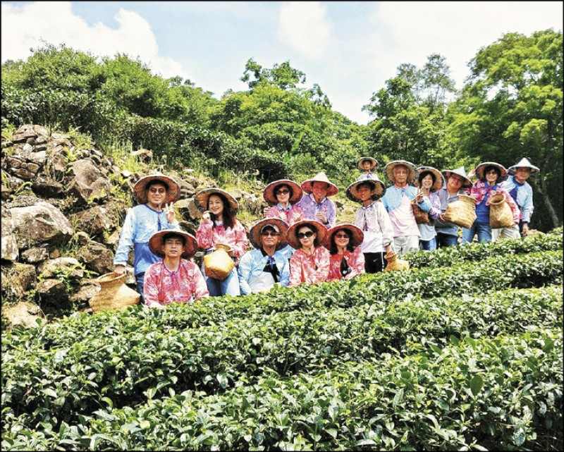 臺灣藍鵲茶透過企業契作，成功讓越來越多茶農願意投入友善耕作的行列。（圖片提供／藍雀茶）