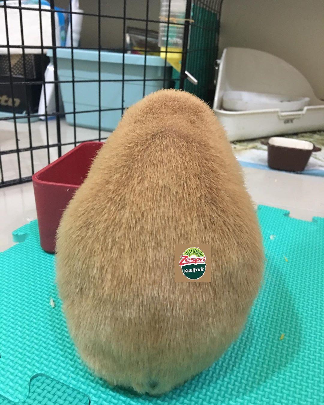 秋伊（Chewie）的背影照與奇異果幾可亂真。（圖片提供／Instagram@ guineapig_chewie）