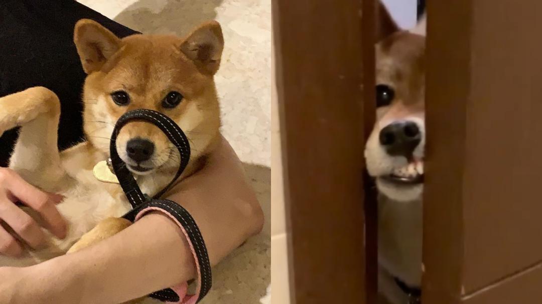 很多主人都說柴犬的個性十分固執。（圖片提供／Instagram@ sorawrr）