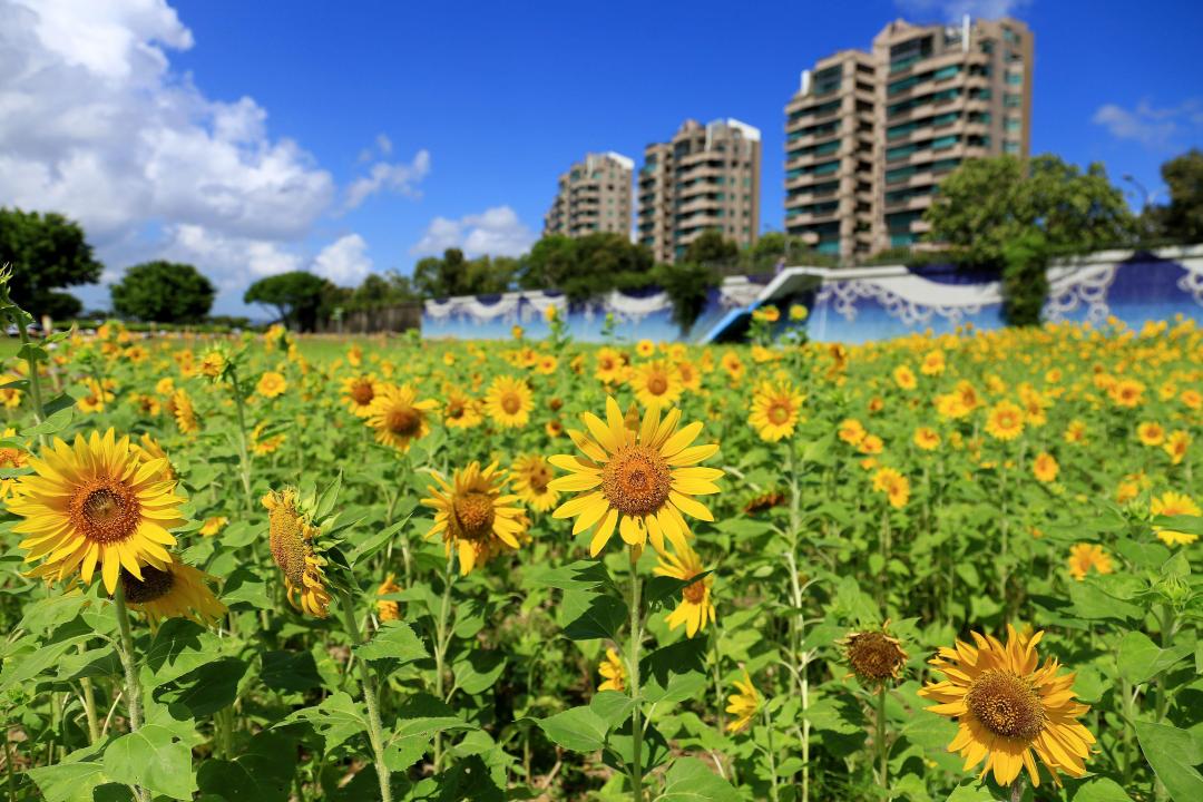 北市河濱最大花海的向日葵現正盛開中。（圖／北市水利處提供）