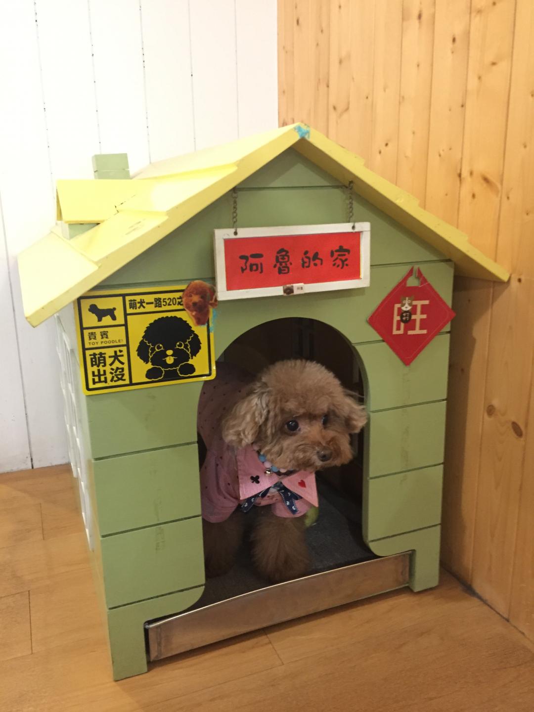 「阿魯的家」其實是楊惠琪老公給她的求婚禮物，如同店內其他裝潢，這也是由設計師老公請木工製造的，只是楊惠琪說，阿魯並不喜歡待在「家」裡。（記者陳泓儒攝）
