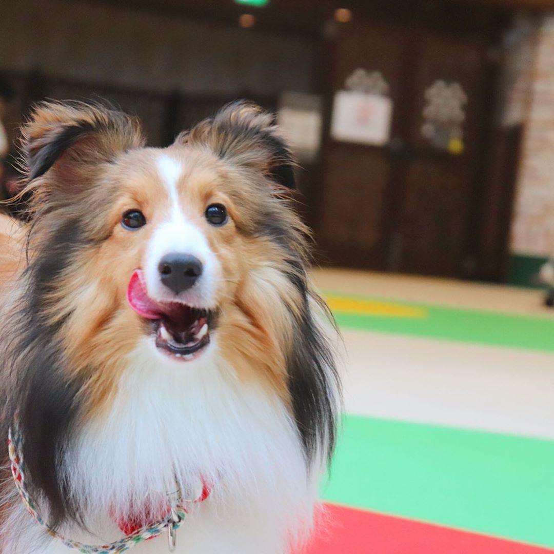 挑戰擊掌 牧羊犬超萌反應讓網友淚推 為何我家的狗不會這樣 玩咖playing 自由電子報