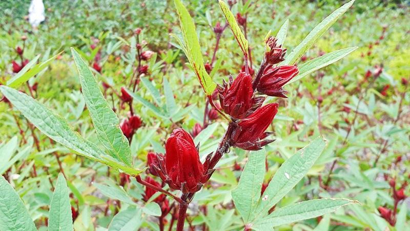 週末去哪玩》全台瘋花海、追芒草！更別錯過一日限定懸日奇景