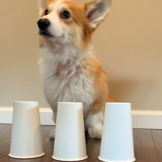 Taito很認真地要挑戰猜杯子遊戲。（圖／截自Instagram@taitothecorgi授權影片）