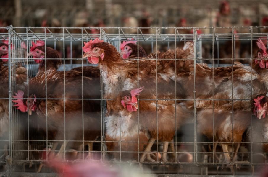 傳統格子籠飼養方式，雞隻生活空間狹小。（圖片提供／台灣動社會研究會）