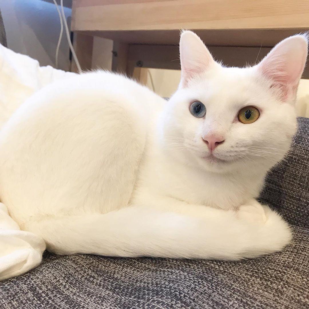 萌貓貓クリーム常做出「驚人」的舉動。（圖片提供／Instagram@crepe_bengal）