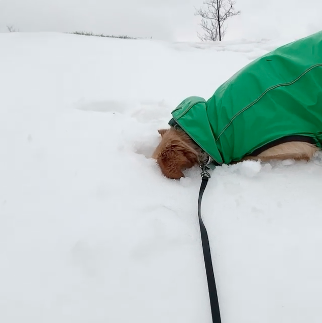 不到10秒之間阿金就把頭埋進雪堆裡！（圖／截自Instagram@maui.thegoldie授權影片）