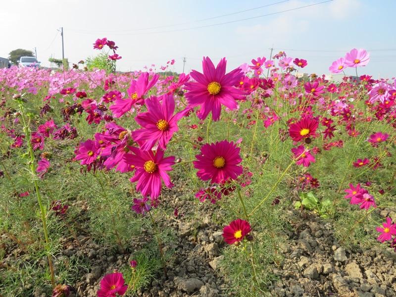 週末去哪玩》瘋拍迪士尼耶誕城、彩虹花海！千人洗愛玉免費體驗！