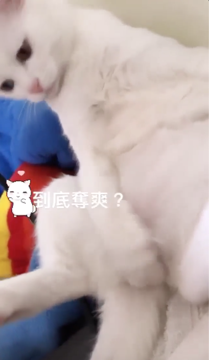 迪迪忘情地撫摸重要部位！（圖／截自Instagram@di.dioo授權影片）
