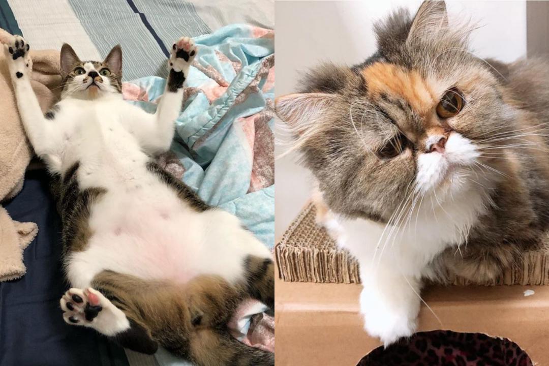 網友「catcat_0125_0415」家的兩隻貓，左圖是點點、右圖是蹭蹭。（圖片提供／Instagram＠catcat_0125_0415）