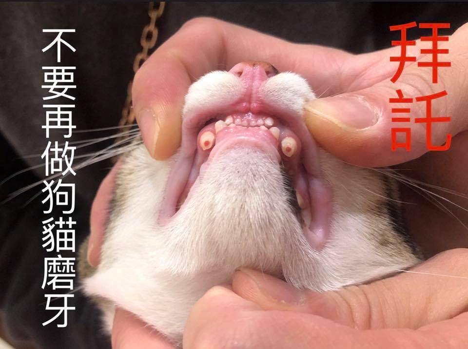 原典動物醫院呼籲不要再幫狗貓磨牙！（圖片提供／原典動物醫院）