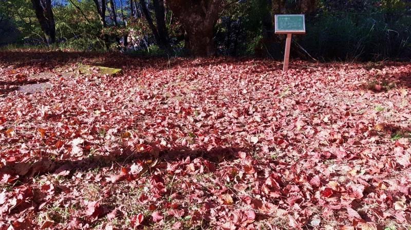 大雪山國家森林遊樂區也出現遍地的紅色楓葉。（圖／東勢林管處提供）