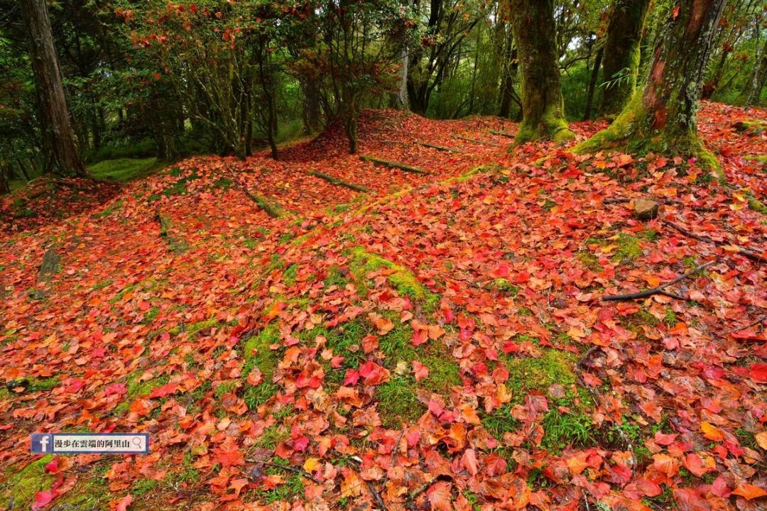 阿里山「紅葉地毯」的美照，讓網友們直呼：捨不得踏上去！（圖／漫步在雲端的阿里山提供）