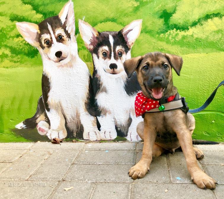 驚 台南出現巨大狗狗蹤影令人直呼 可惡 想拍 玩咖playing 自由電子報