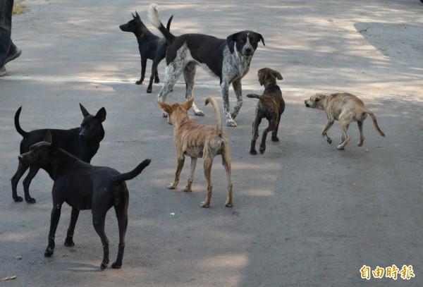 有效管理流浪犬隻，可以進一步培養正向人犬關係。（本報資料照）