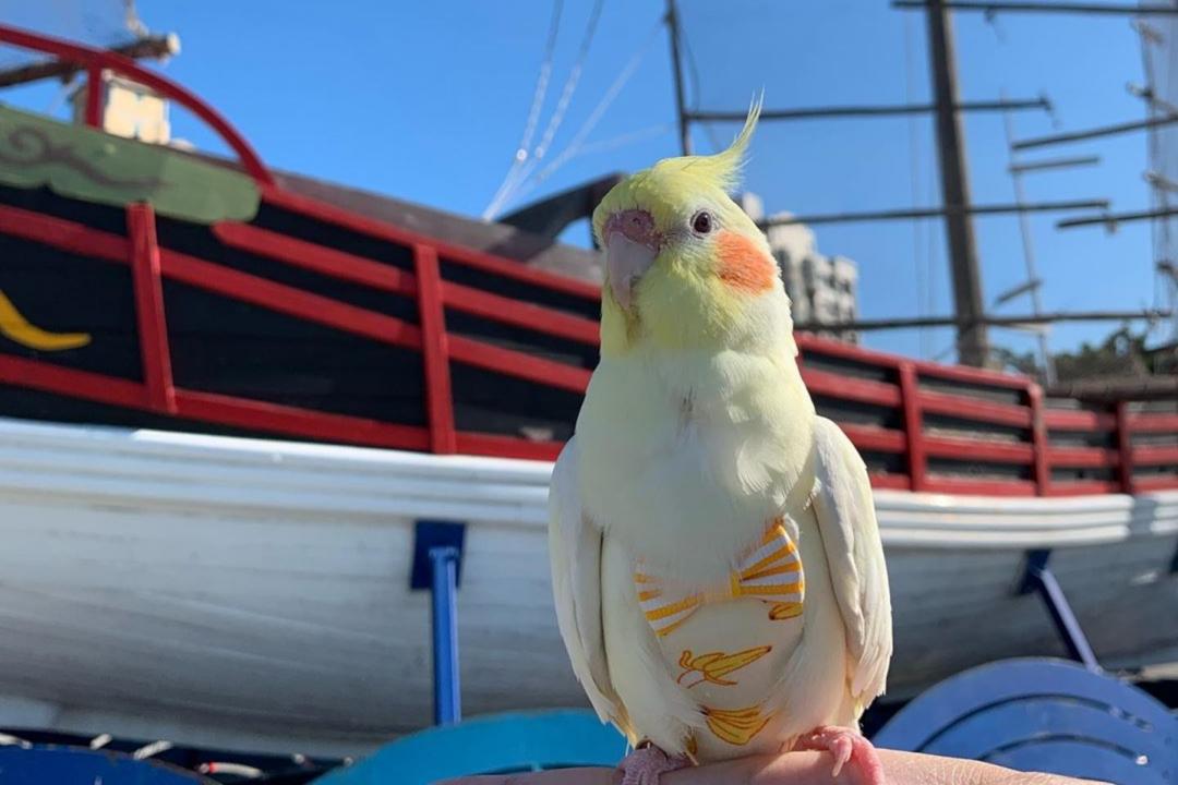 皮卡丘也常常和飼主出外散步曬太陽。（圖片提供／Instagram@ pikachu20181222）